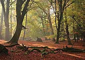 Autumn Beechwood near Burley
image ref 253