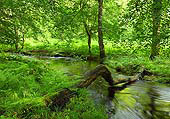 Fallen Log over Black Water
image ref 342