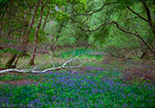 Bluebells in Roydon Woods
image ref 380 Bluebells in Roydon Woods
image ref 380
