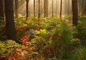Turning Bracken in North Oakley Inclosure
image ref 318