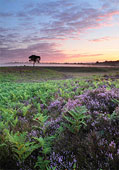 Bratley Plain image ref 364