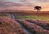 Sunrise over Bratley Plain image ref 343