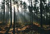 Sunrays in conifer plantation
image ref 115 Sunrays in conifer plantation
image ref 115
