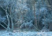 Hoar Frost at Rowbarrow
image ref 375 Hoar Frost at Rowbarrow
image ref 375