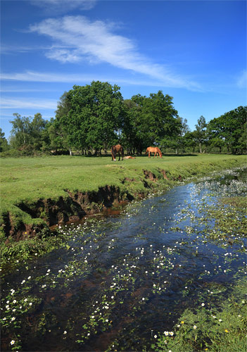 New Forest image: Beaulieu River in Spring