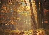 Mark Ash Wood in Autumn image ref 18