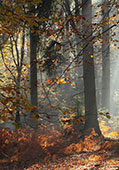 Autumn Leaves and Mist at Rhinefield
image ref 319