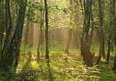 Summer Morning at Wood Crates
image ref 311