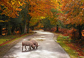 Pigs on Bolderwood Ornamental Drive
image ref 328
