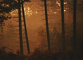 Silhouetted conifer trunks
image ref 117 Silhouetted conifer trunks
image ref 117