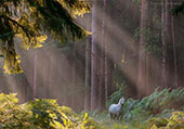 Pony in Sloden Inclosure
image ref 381