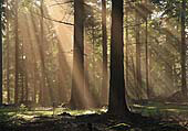 Sunrays in Bolderwood
image ref 201