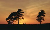 Pine Trees at Sunset
image ref 27 Pine Trees at Sunset
image ref 27