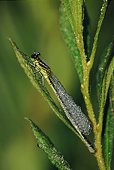 Dew-covered Azure Damselfly (Coenagrion puella) image ref 71
