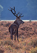 Back-lit Red Deer Stag (Cervus elaphus)
image ref 121