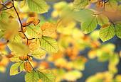 Autumn Beech Leaves
image ref 113 Autumn Beech Leaves
image ref 113