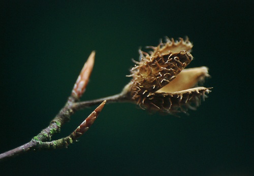 Beech Nut Case and Buds
image ref 124 About The New Forest : Beech Nut Case and Buds