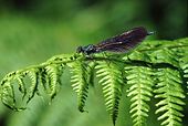 Beautiful Demoiselle (Calopteryx virgo) image ref 74