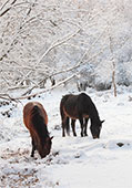 Ponies in the Snow near Bramshaw
image ref 334