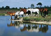 New Forest ponies standing by a pond
image ref 118 New Forest ponies standing by a pond
image ref 118
