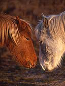 Ponies Nose-to-Nose
image ref 219