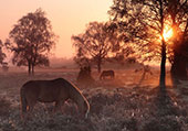 Grazing Ponies near Matley Wood
image ref 320