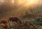 Grazing Pony at Bolderwood Walk
image ref 284