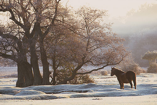 New Forest Ponies : New Forest Pony and Alder Tree